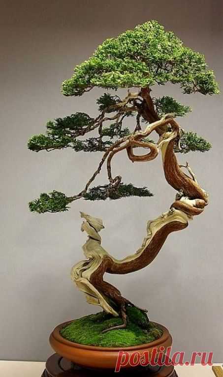 Juniper Bonsai  |  Pinterest • Всемирный каталог идей