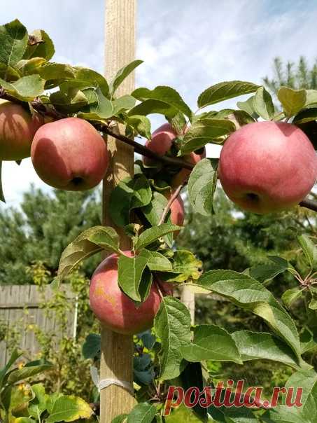 Угощаю осенними яблоками! 😄🍎🍎🍎