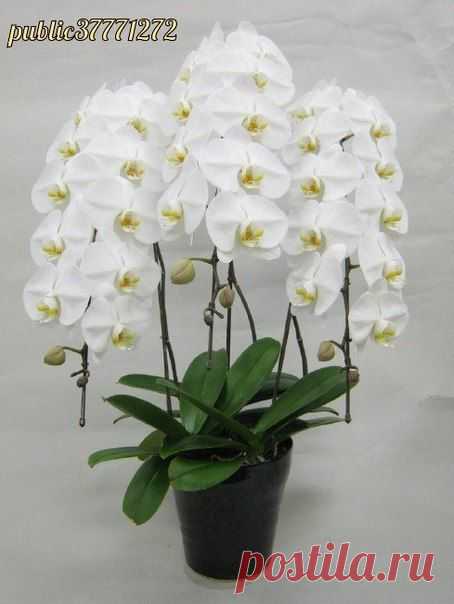 Как размножать орхидею фаленопсис● | Хозяин и Хозяюшка