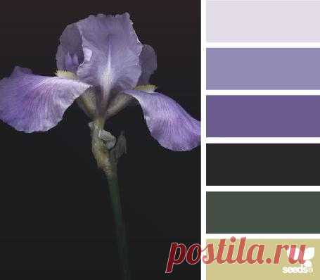 Design Seeds® | find your palette