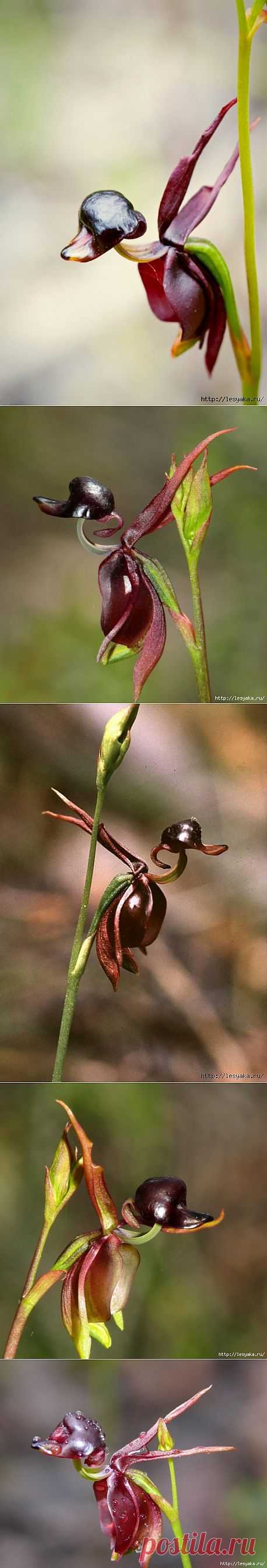 "Летящая уточка" или Орхидея Калания.