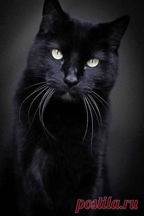 Puppycat Photography-creating fun and modern photographs of OMAHA pets and their people: Handsome black American short haired cat Omaha