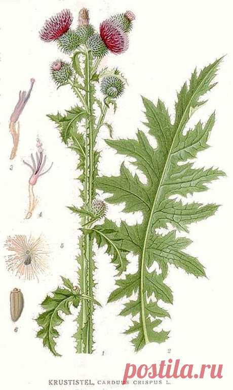 Carduus crispus Welted Thistle, Curly plumeless thistle PFAF Plant Database