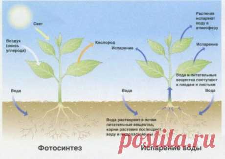 Правильные удобрения для растений