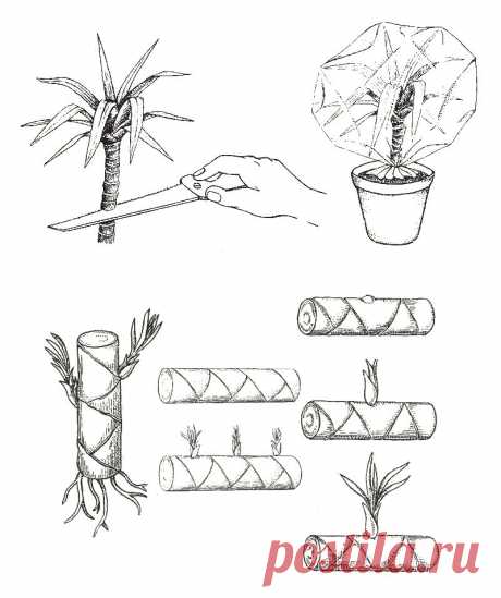 Драцена, размножение верхушечными и стеблевыми черенками