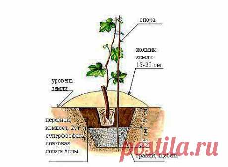 Когда и как Правильно сажать Виноград?.