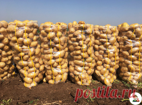 Опытная огородница рассказала про "ленивый способ" посадки картофеля, после которого она собирает "крупный" урожай каждый год | Веселый огородник | Яндекс Дзен