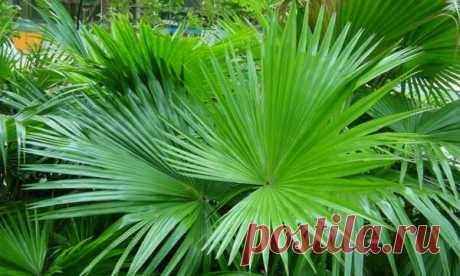 Пальма ливистона — выращивание в домашних условиях