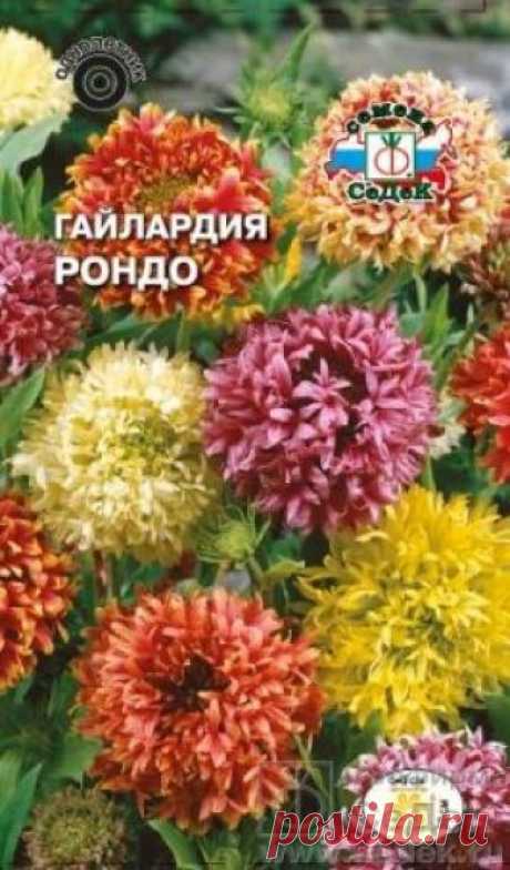 Гайлардия Рондо (Седек) в Хабаровске Однолетнее раскидистое растение | Семена