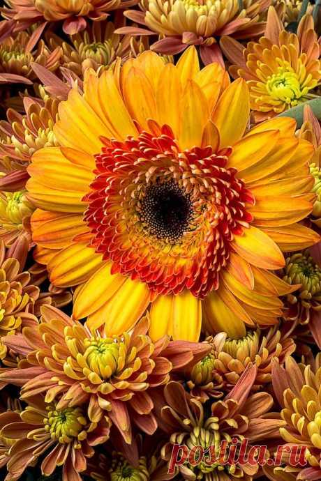 Gerbera daisy with mums Print by Garry Gay