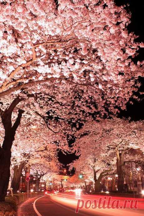 Cherry Blossom (Japan) | ➰ Cherry BloomS