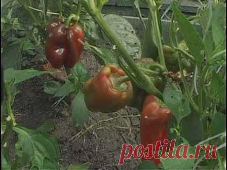 Советы по выращивание Болгарских Перцев в теплице на даче - YouTube