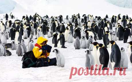 Забавные пингвины Антарктики