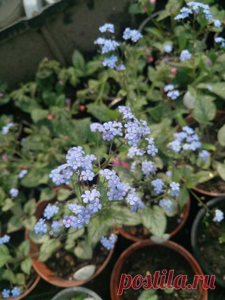 Бруннера крупнолистная &quot;Джек Фрост&quot; (Brunnera macrophylla &quot;Jack Frost&quot;)