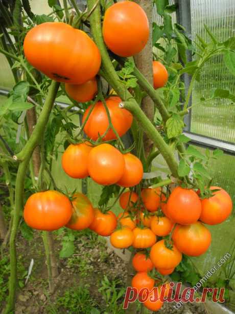 Перуанские помидоры для посадки дома Огород без хлопот - информационный сайт для дачников, садоводов и огородников.
