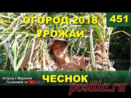 451. Огород 2018.  Чеснок – уборка чеснока в июле🍈🍈