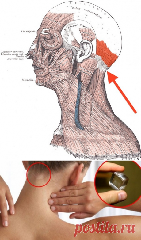 Если приложить к этому месту кусочек льда, то с вашим организмом произойдут невероятные перемены