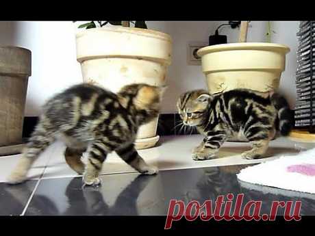 Funny Cats dancing fighting.  Cute Ninja Kittens. - YouTube