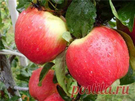 (+1) - Новые популярные сорта яблонь – достойная замена старым проверенным сортам | 6 соток