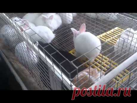 Содержание кроликов в хозяйстве А Салова