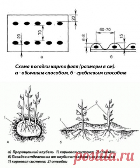 Технология выращивания картофеля.