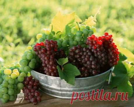 Виды органических удобрений для винограда | Дача - впрок