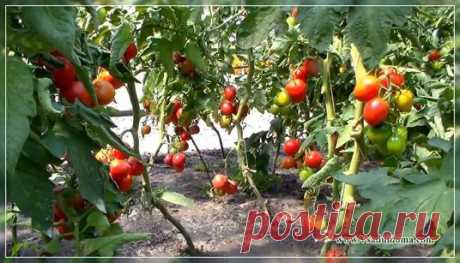 Мастер-класс по выращиванию помидоров: