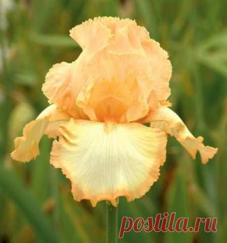 Halo In Peach | Award Winners | Iris