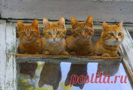 Это что за красота? Тут, не кот, не три кота, А четыре рыжих кошки Разместились на окошке - Все соседские коты жаждут этой красоты! 😉😆