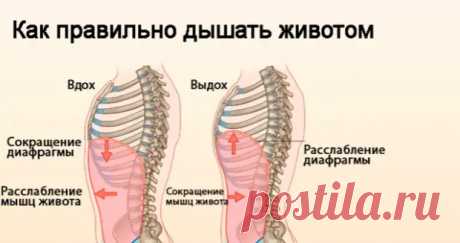 Насколько полезно дыхание животом - Будь в форме! - медиаплатформа МирТесен