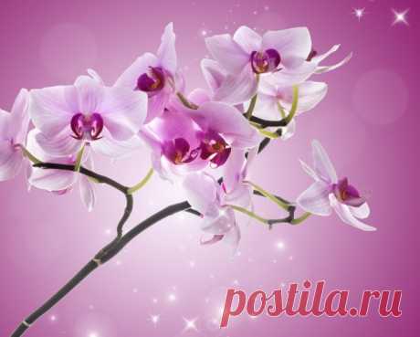 Календарь ухода за орхидеями | Орхидеи (Огород.ru)