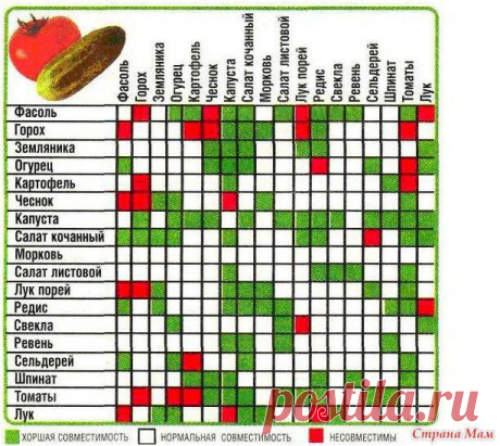 Таблица совместимости посадок овощных культур.