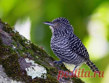 Batará Carcajada - Thamnophilus multistriatus-Bar-crested Antshrike Explore eduardolago1's photos on Flickr. eduardolago1 has uploaded 941 photos to Flickr.