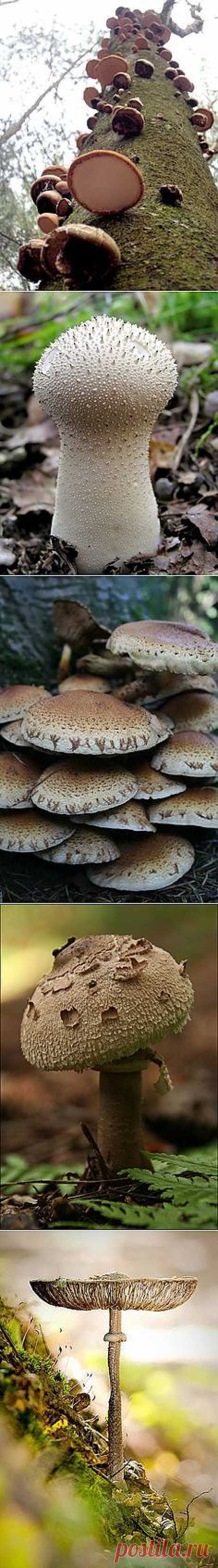 Paddenstoelen