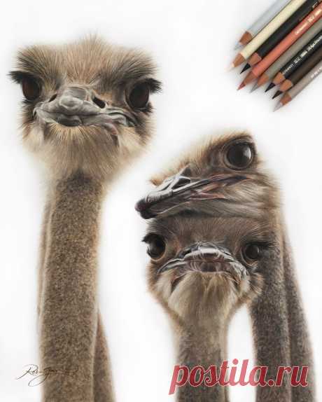 Design Stack: Блог об искусстве, дизайне и архитектуре: реалистичные цветные карандашные рисунки животных