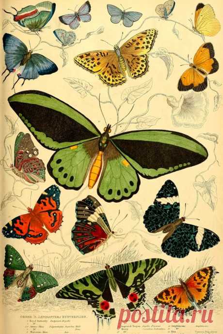 Красивые старинные изображения бабочек бесплатно для печати - Picture Box Blue