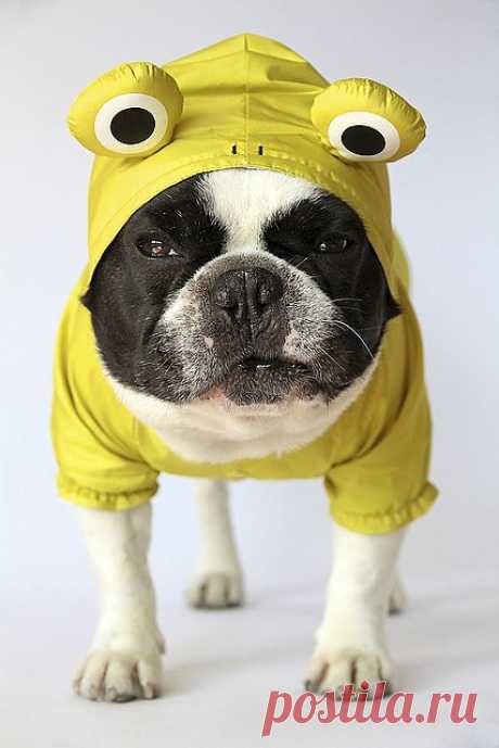 Froggy Doggy Raincoat | Batpig and Me