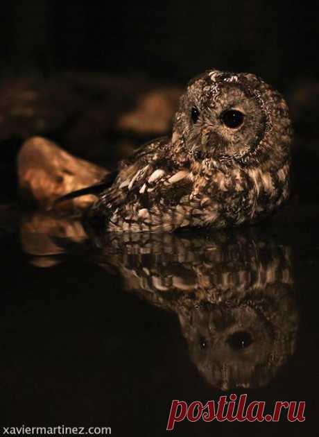 Xavier Martínez - Photos of The Owl Pages