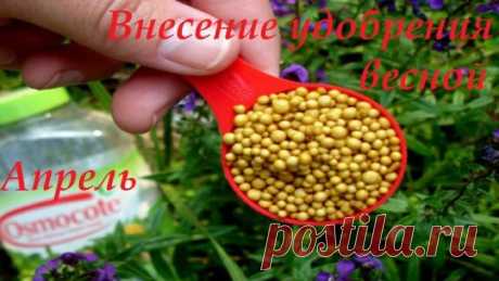 Чем удобрять виноград в апреле?
В апреле нужно успеть выполнить много дел, чтобы процесс жизнедеятельности вашего винограда прошел успешно и плодотворно! Самое главное – своевременно подкормить виноградные корни, особенно это касается тех районов, почва которых не отличается высокой плодотворностью и достатком питательных веществ! 
Допустимые подкормки виноградной лозы 
Корни винограда допустимо подпитывать как минеральными, так и органическими удобрениями. Главное – выбор веществ осуществлять