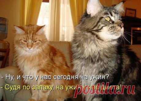 Без кота и жизнь не та