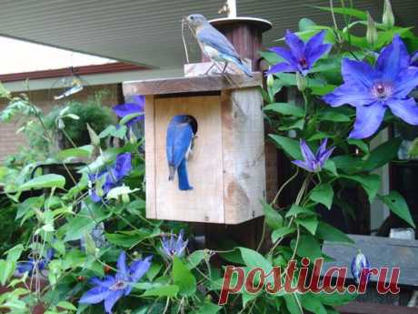 Bluebirds have found a house to build a nest in among the blooming Clematis.   |   Pinterest • Всемирный каталог идей