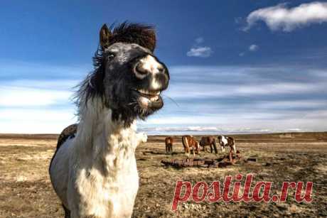 Прекрасные фотографий диких лошадей