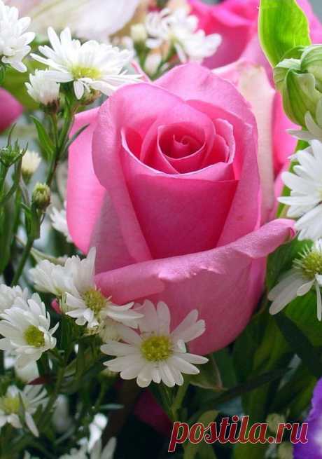 A Single Pink Rose | Roses- my favorite!!