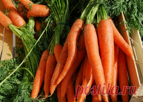 ДЛЯ МОРКОВИ МАРГАНЦОВКА

Морковка – превосходный овощ, без которого уже никак не обойтись. Вот только хорошие урожаи бывают не всегда. А, ведь так обидно, порой, вкладываешь столько сил и энергии в морковные грядки, а в итоге получаешь тоненькие, искореженные, червивые крючки, которые годятся разве что на корм животным.