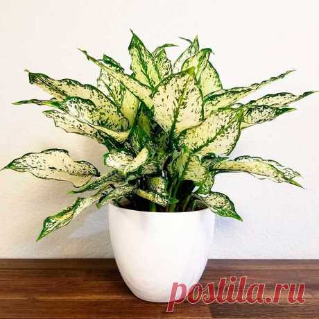 Комнатное растение Аглаонема (Aglaonema). Все виды и разновидности аглаонем выращивают ради их кожистых блестящих листьев. Цветение в комнатных условиях происходит редко. После цветения на растении появляются красные ягоды, которые смотрятся чрезвычайно декоративно. Высота аглаонем в домашних условиях может достигать 1,5 м. Размножение производят верхушечными черенками или делением куста. Аглаонемы достаточно теплолюбивы и не выносят ни дыма. ни сквозняков. Обычно их выращивают в низких горшках.