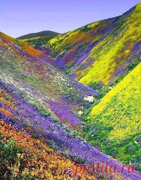 Долина цветов. Гималаи
Индия