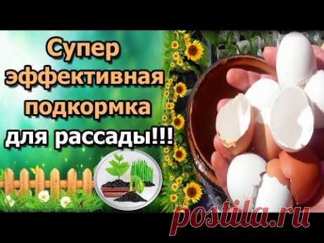 СУПЕР ЭФФЕКТИВНАЯ ПОДКОРМКА ДЛЯ РАССАДЫ! ЯИЧНАЯ СКОРЛУПА ДЛЯ РАСТЕНИЙ И ОГОРОДА.