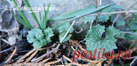 Pflanze des Monats: Die Knoblauchsrauke | Wildkraut-Garten