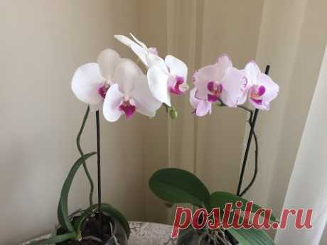 Орхидеи Без Точки Роста