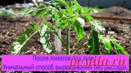 Посев томатов под зиму. Уникальный способ выращивания без рассады. Выпуск 198